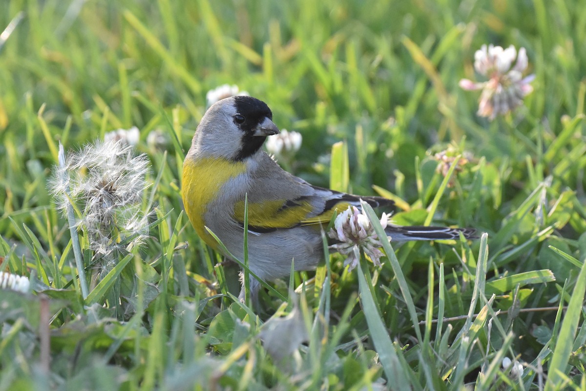 Lawrence's Goldfinch - ML632496890