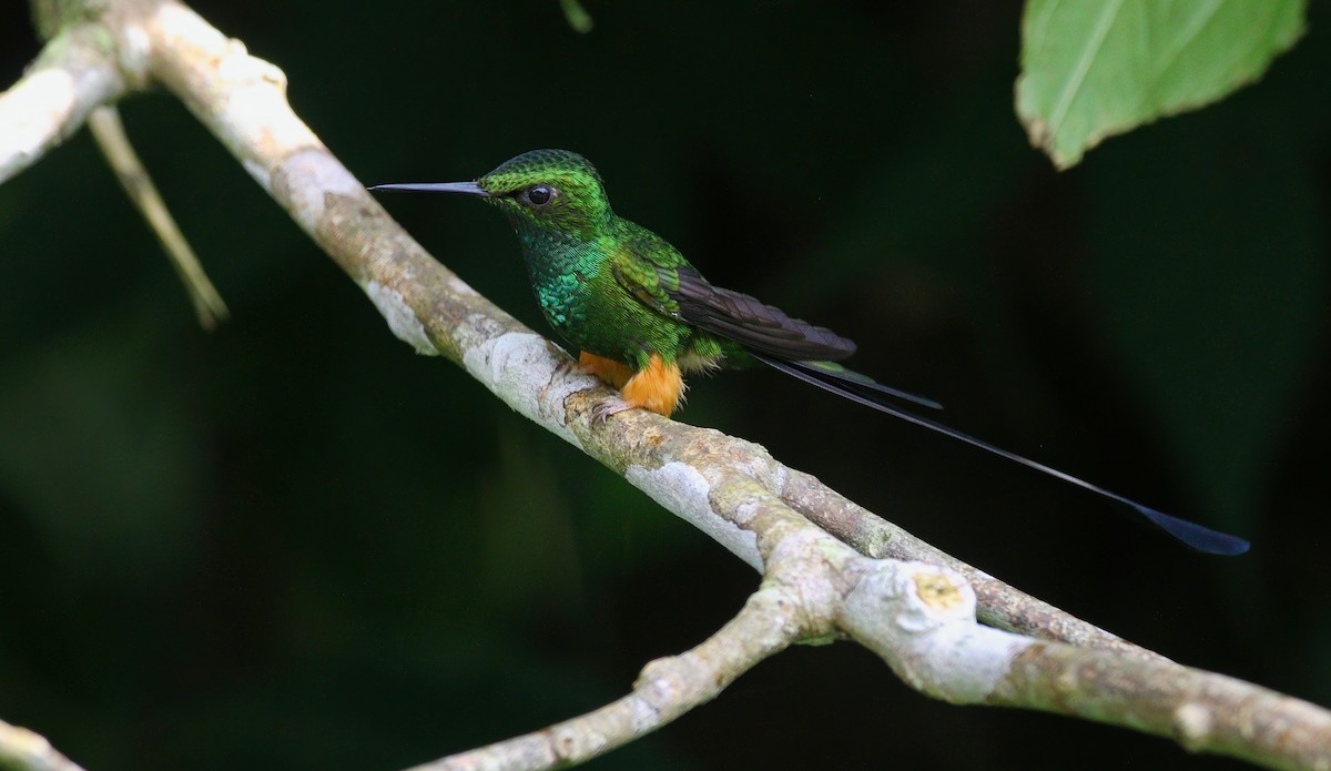 Peruvian Racket-tail - ML632496891