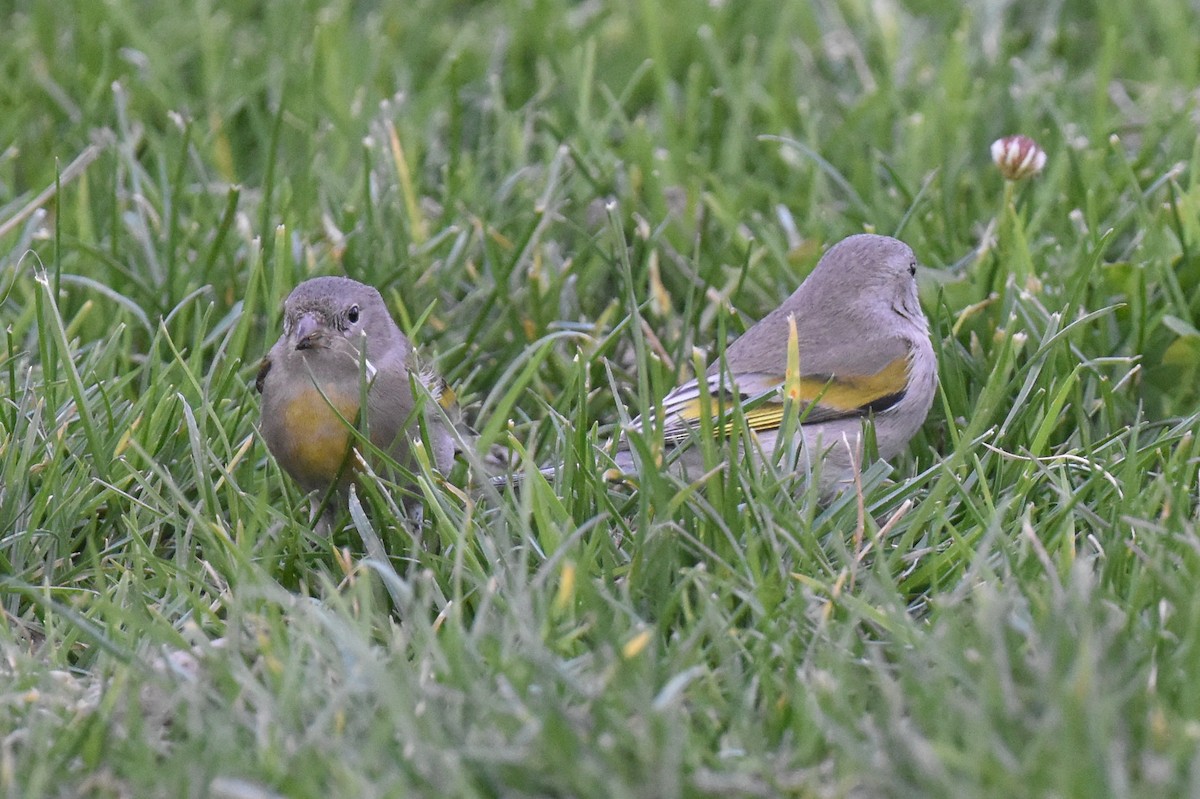 Lawrence's Goldfinch - ML632496894