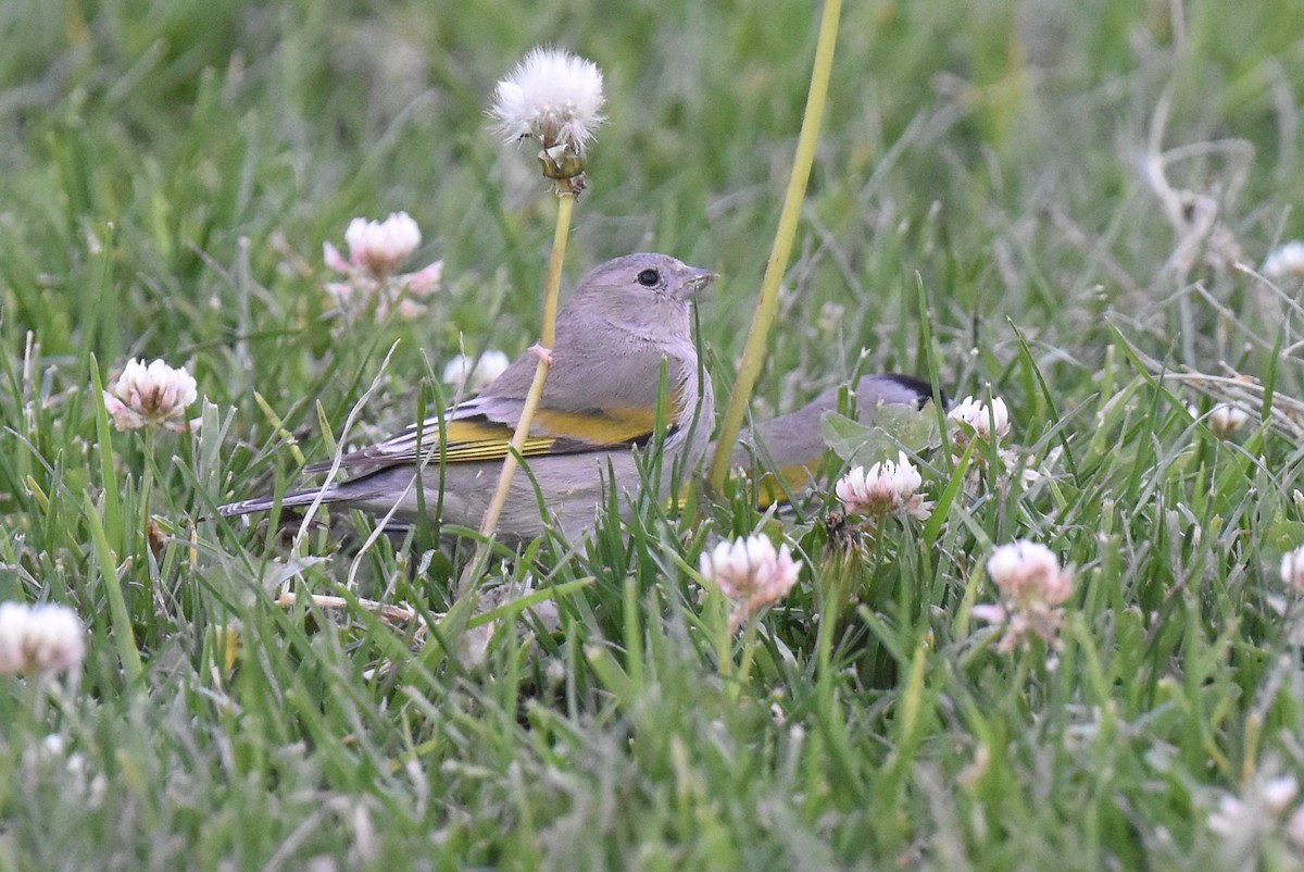 Lawrence's Goldfinch - ML632496895