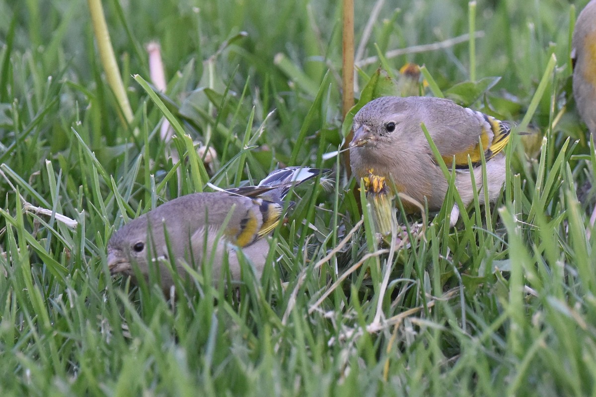 Lawrence's Goldfinch - ML632496896