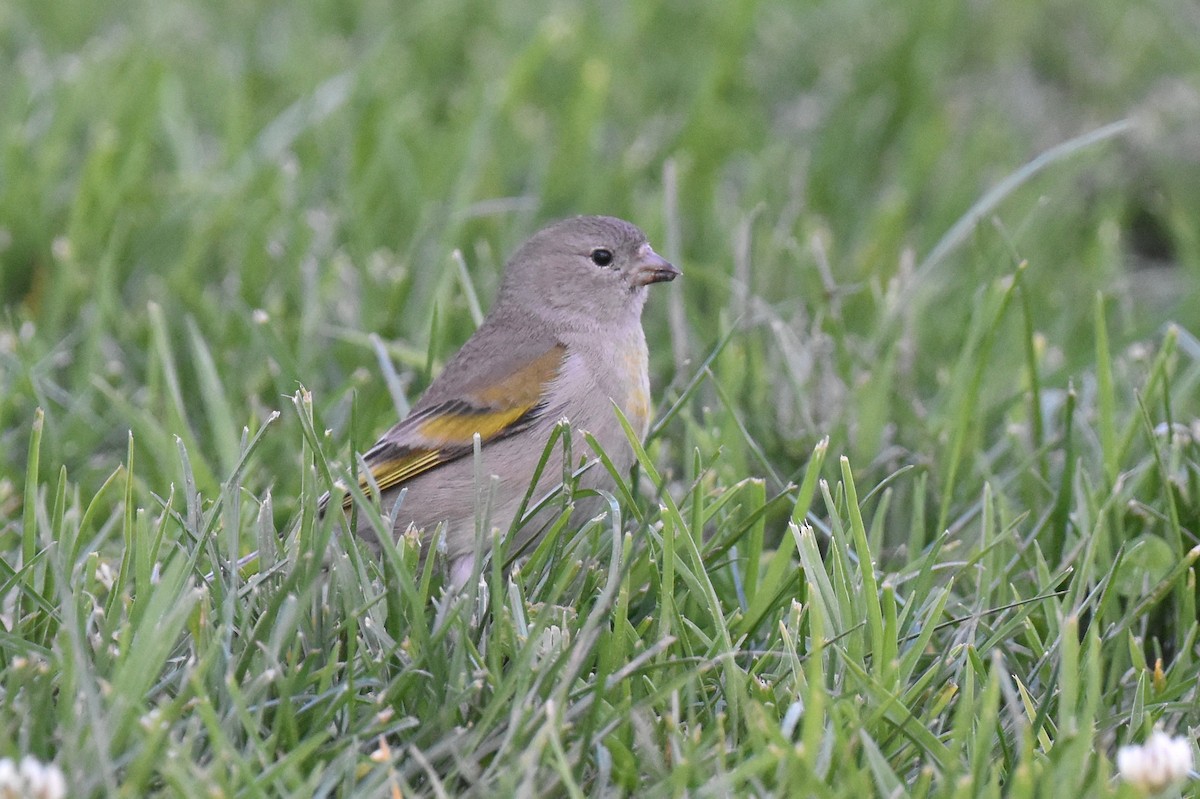 Lawrence's Goldfinch - ML632496897