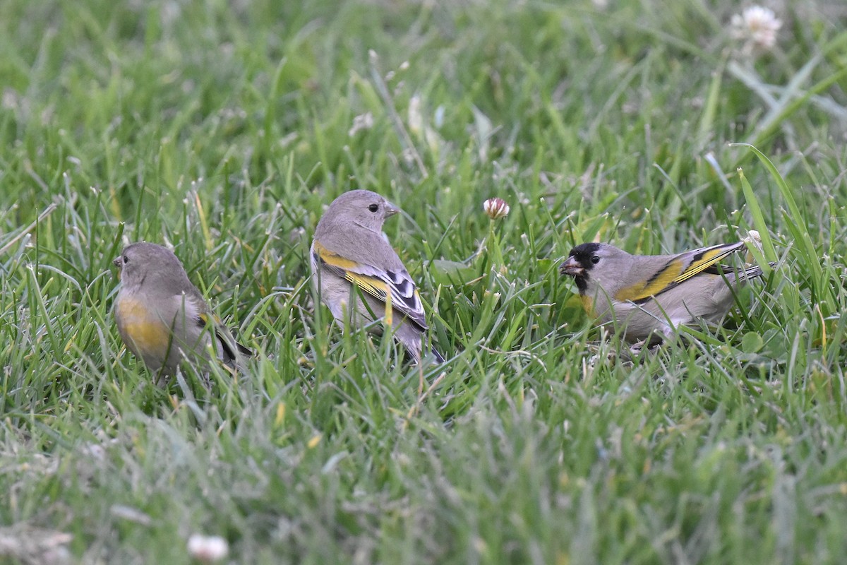 Lawrence's Goldfinch - ML632496900