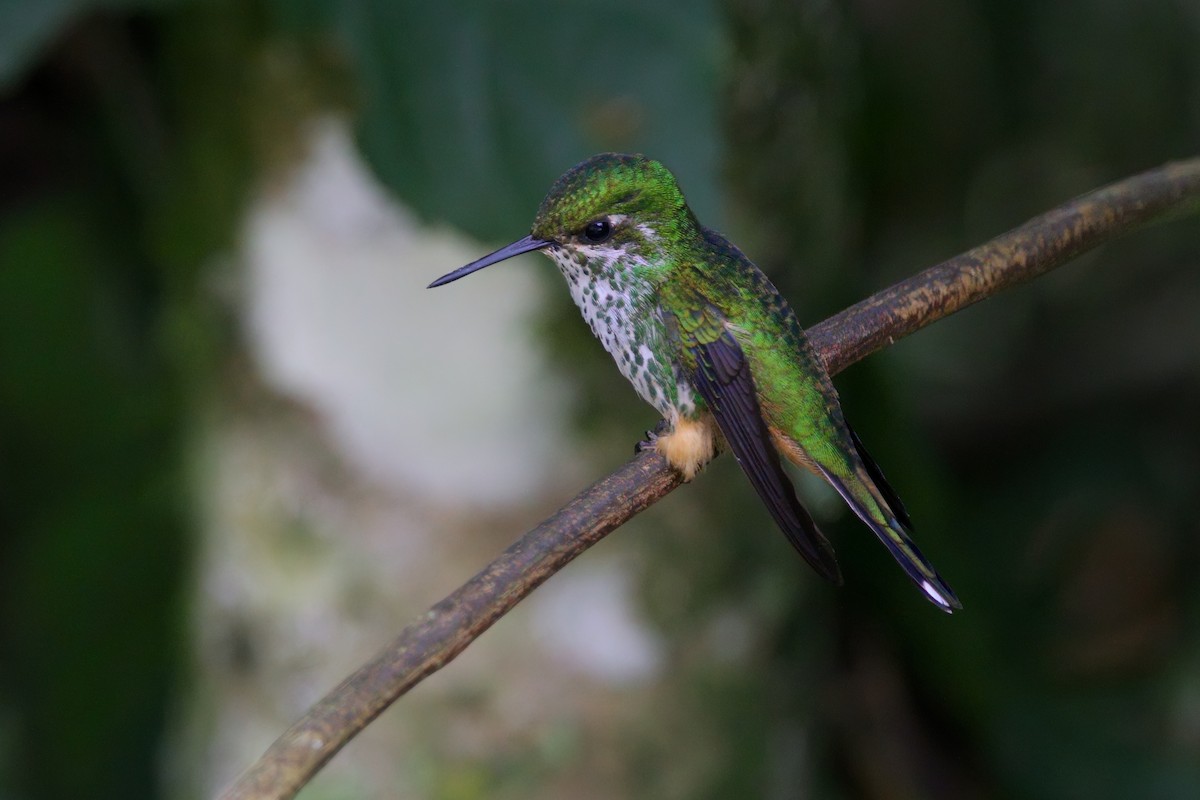 Peruvian Racket-tail - ML632497172