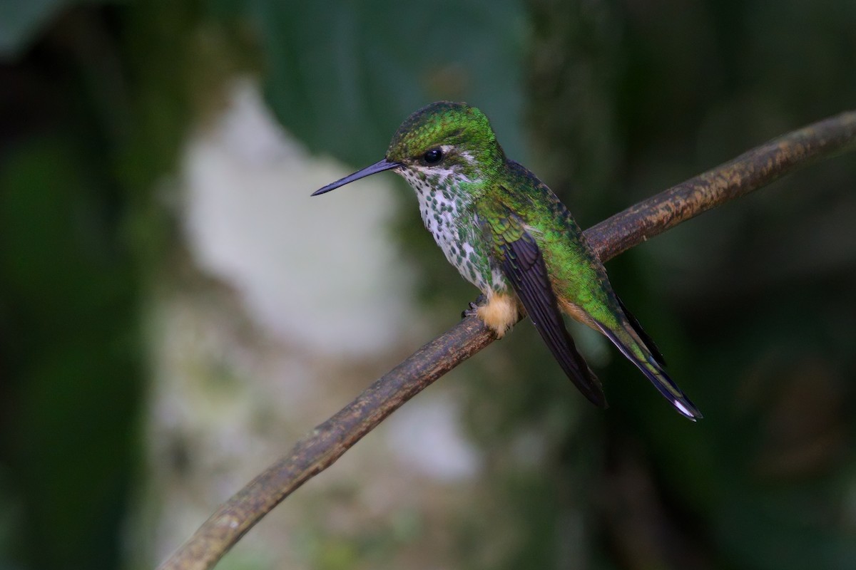 Peruvian Racket-tail - ML632497173