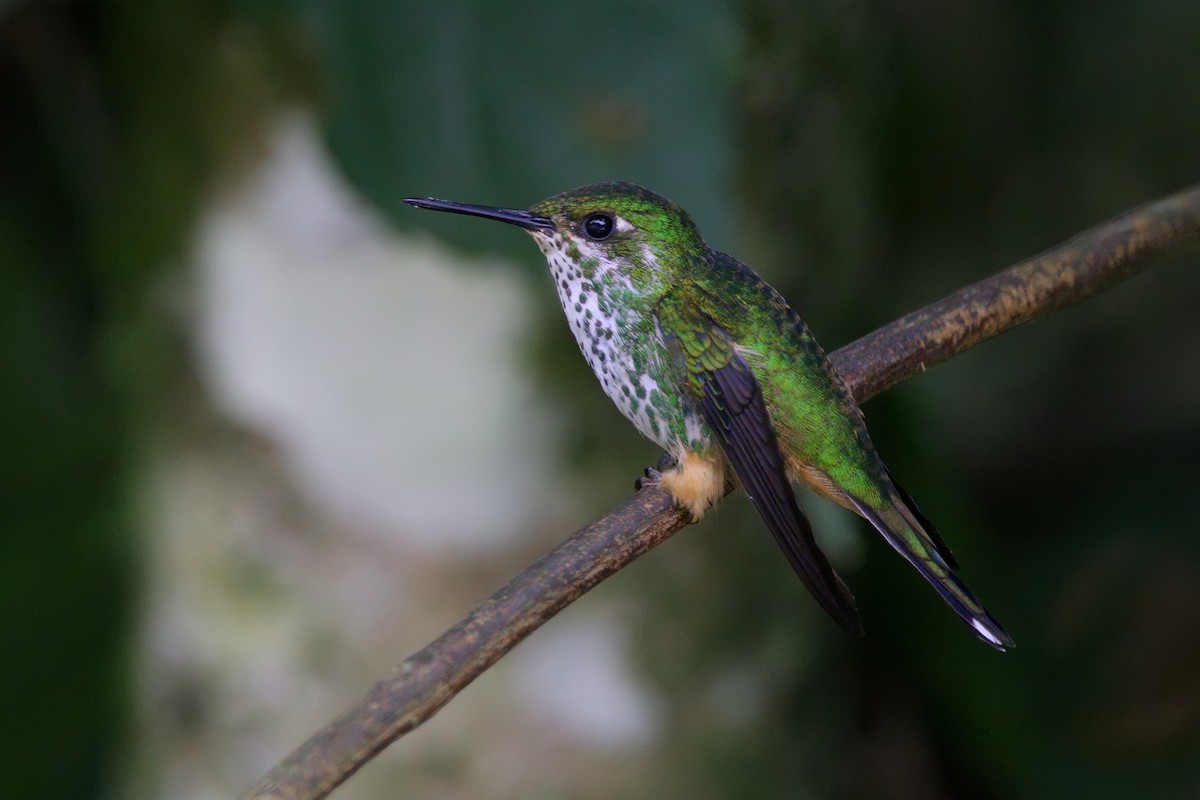 Peruvian Racket-tail - ML632497174