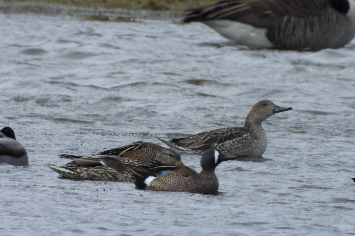 Blue-winged Teal - ML632497224