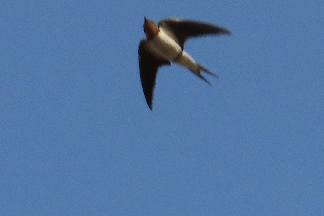 Red-chested Swallow - ML632497241