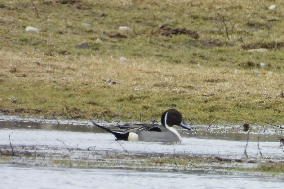 Northern Pintail - ML632497256