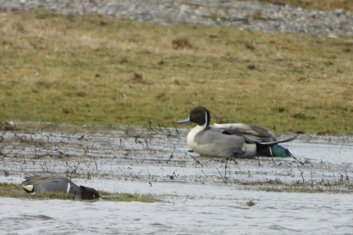 Green-winged Teal (American) - ML632497292
