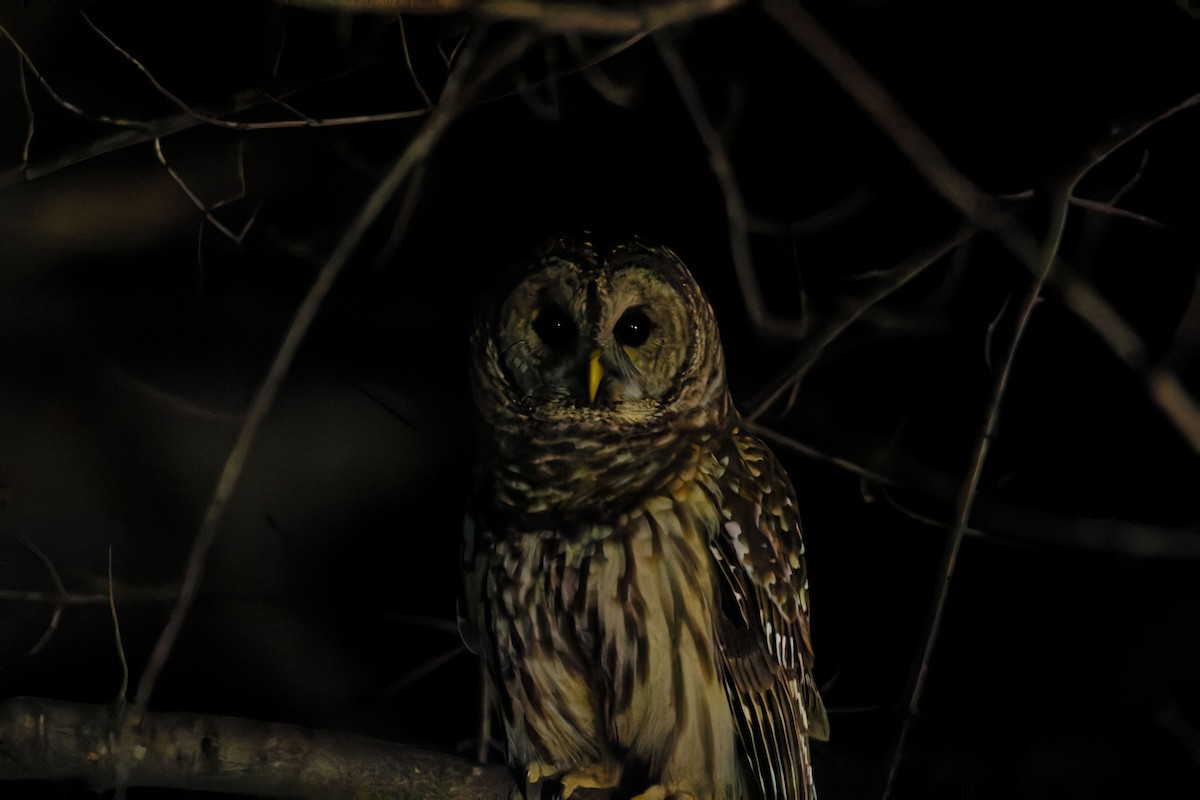 Barred Owl - ML632497298