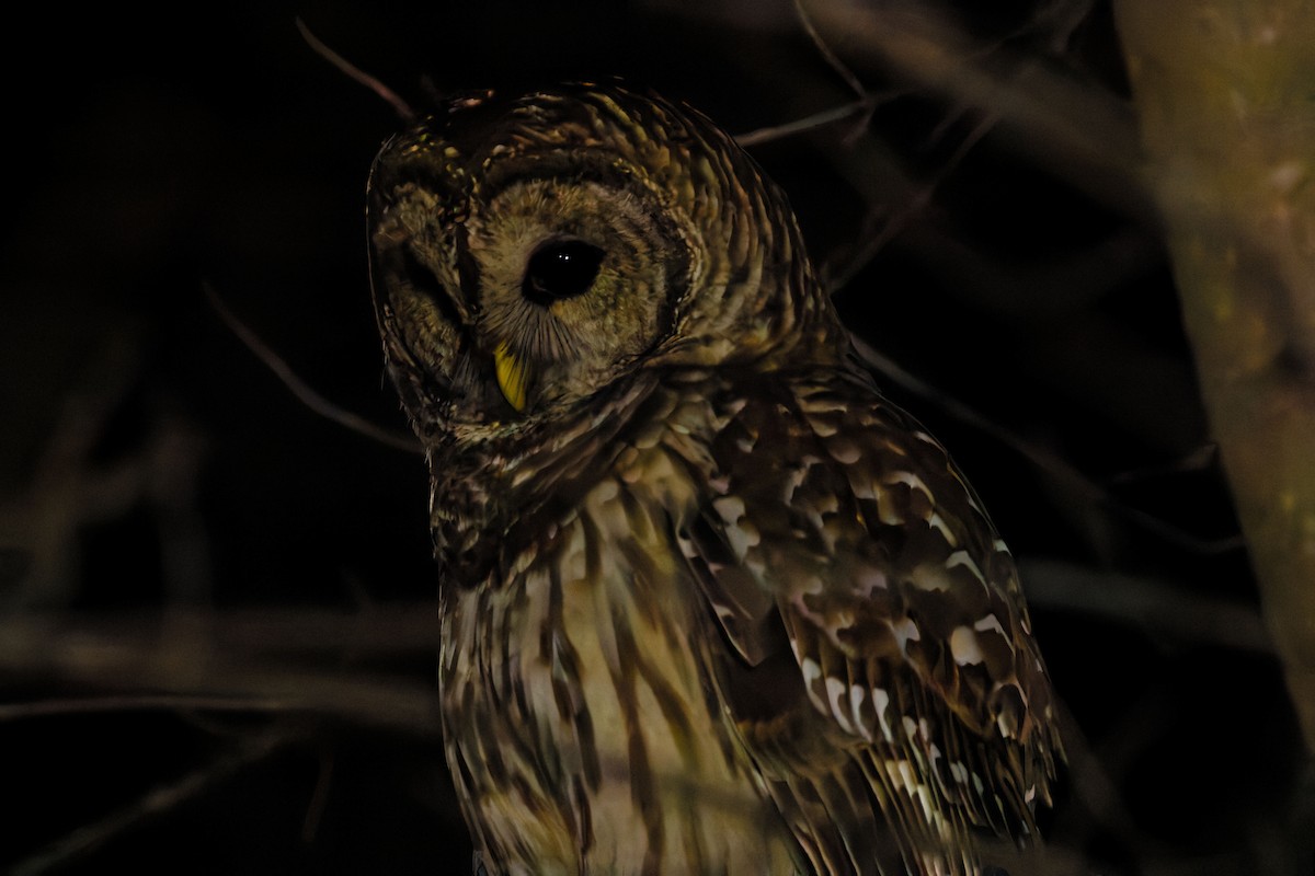Barred Owl - ML632497301