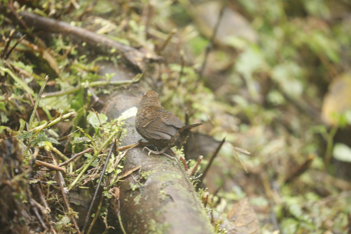 Blackish Tapaculo - ML632497337