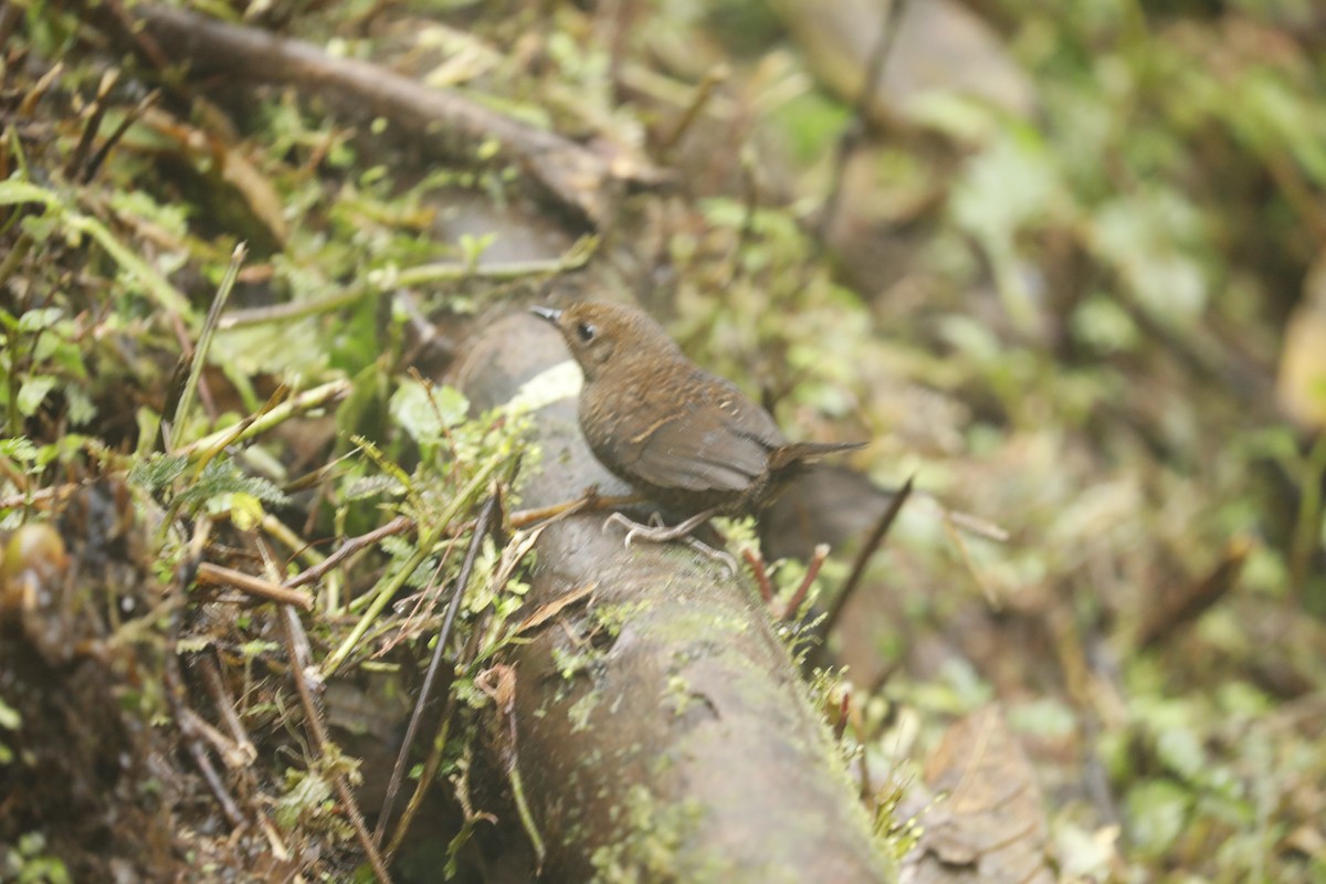 Blackish Tapaculo - ML632497339
