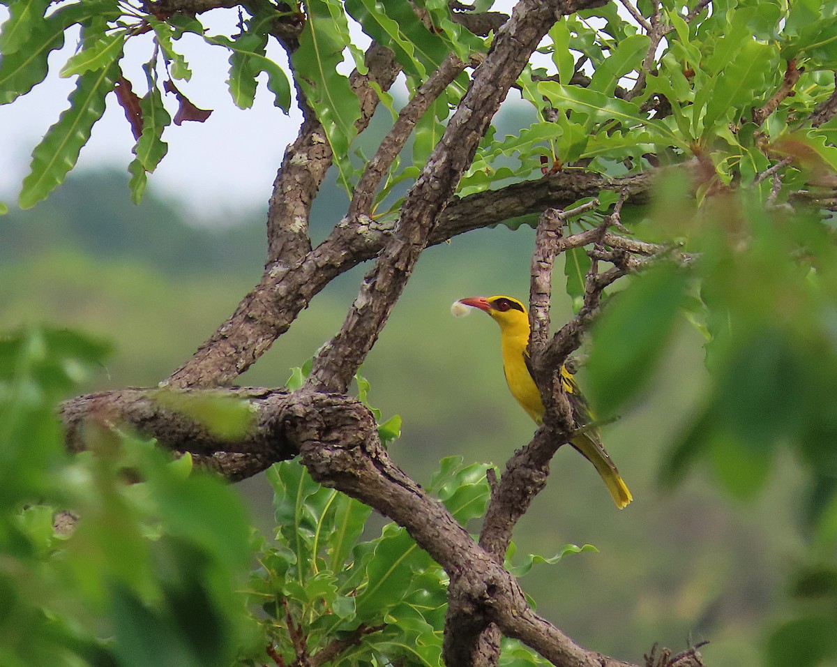 African Golden Oriole - ML632497430