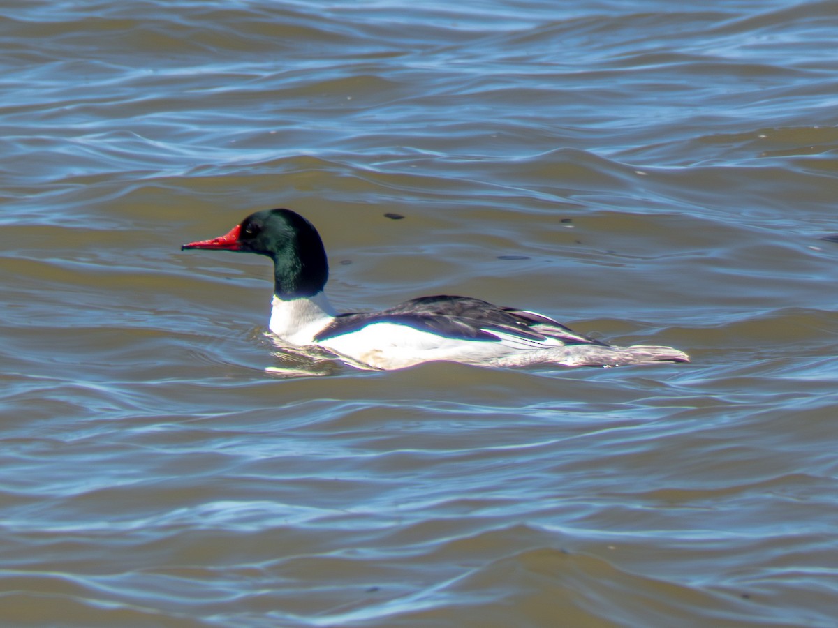 Common Merganser - ML632497477