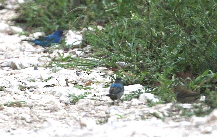 Indigo Bunting - ML632497539