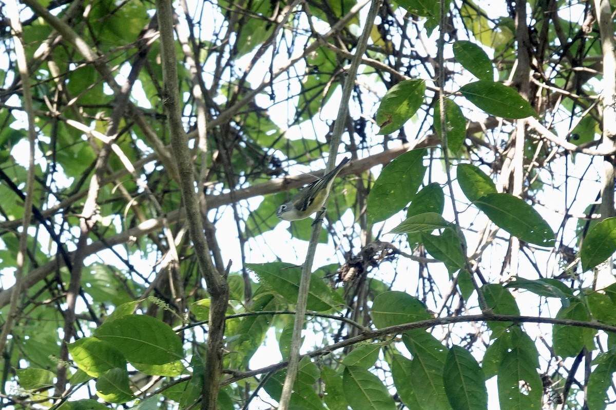 Graukopfvireo - ML632497620