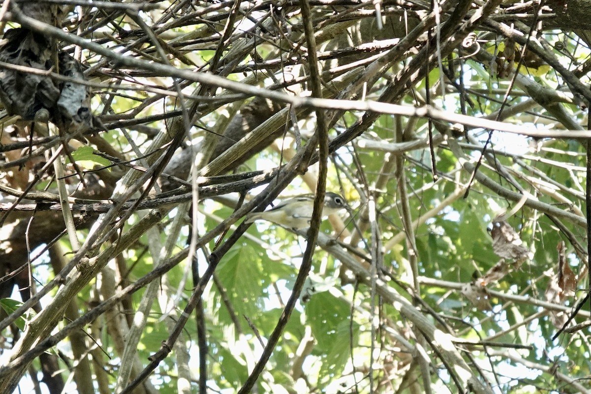 Graukopfvireo - ML632497621