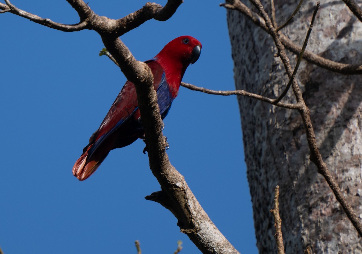 Papuan Eclectus - ML632497789