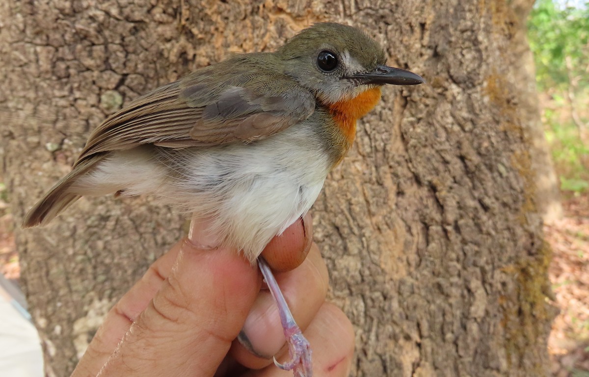 Orange-breasted Forest Robin - ML632497807