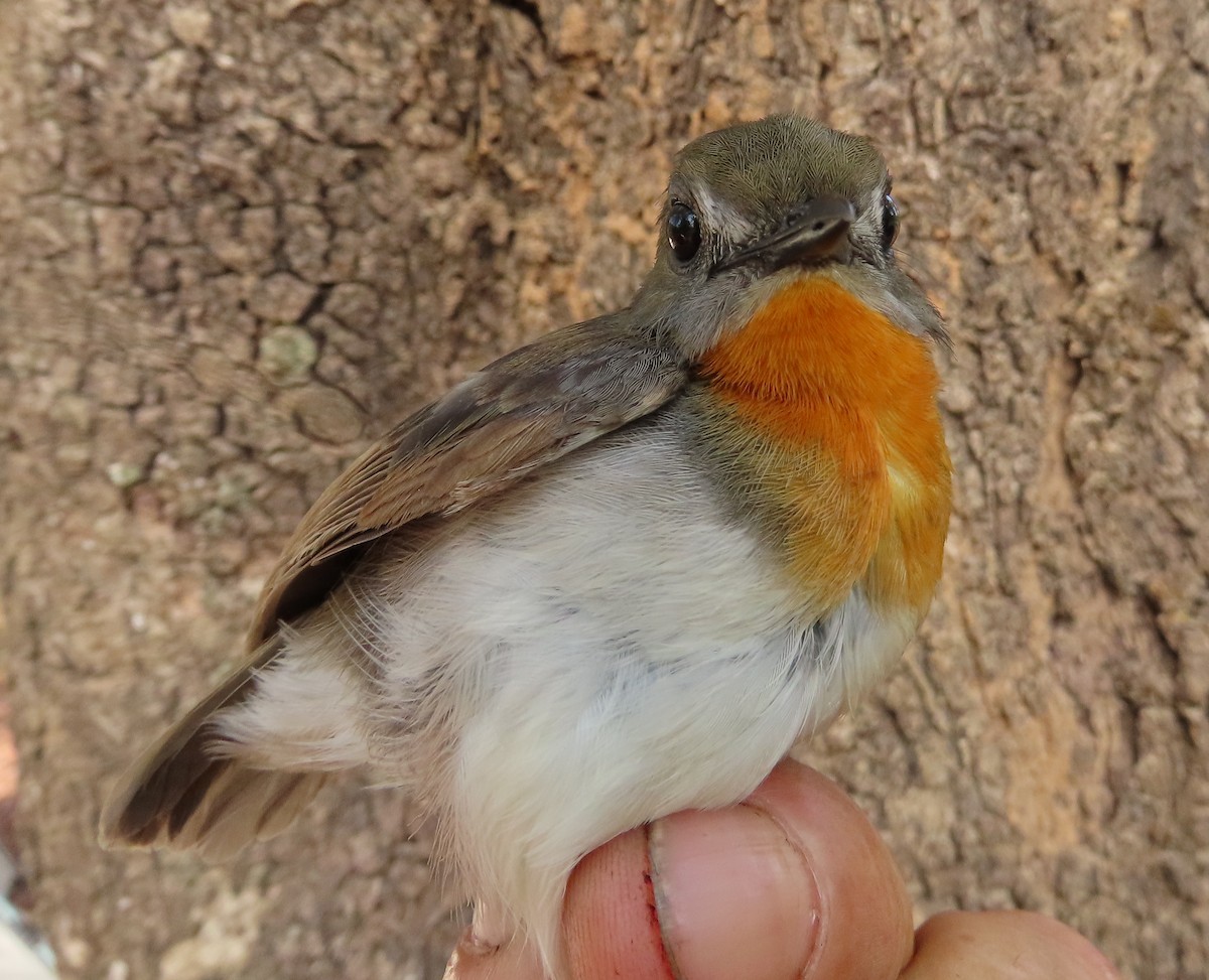 Orange-breasted Forest Robin - ML632497824