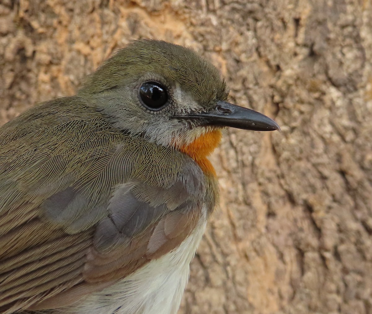 Orange-breasted Forest Robin - ML632497832