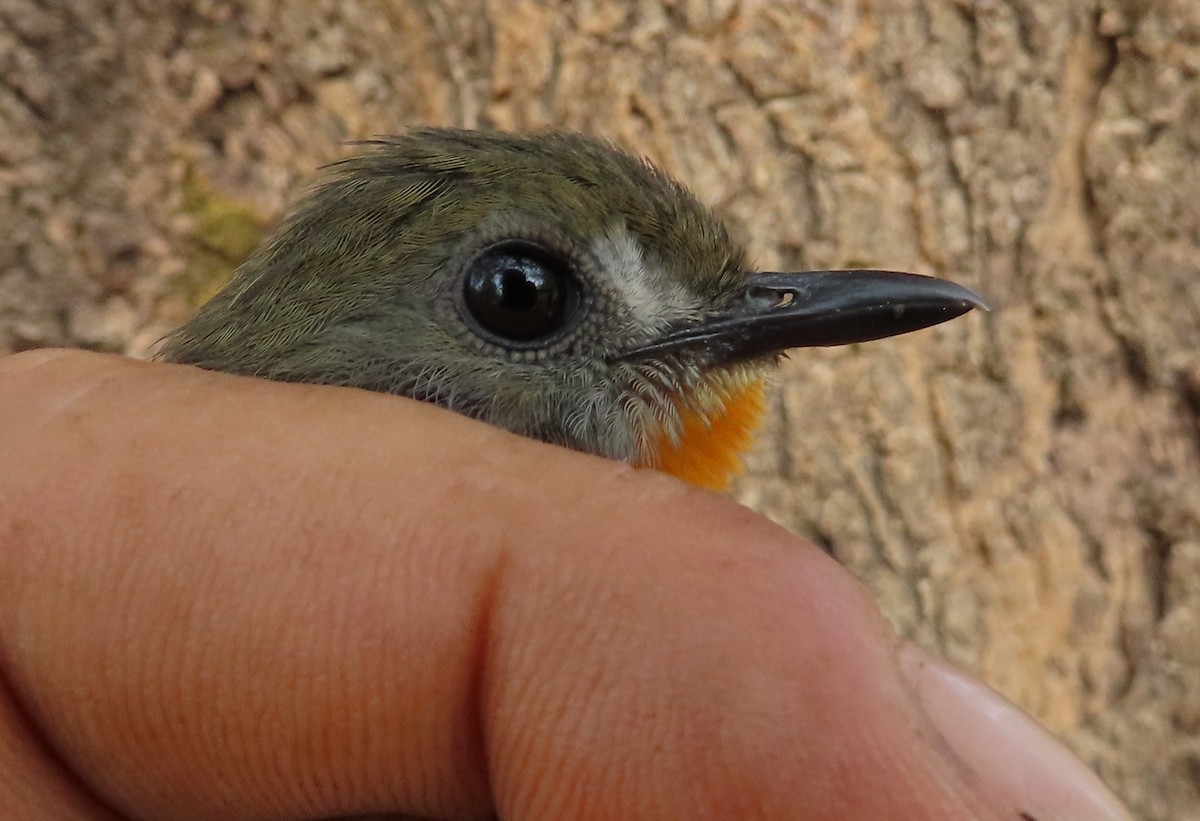 Orange-breasted Forest Robin - ML632497842