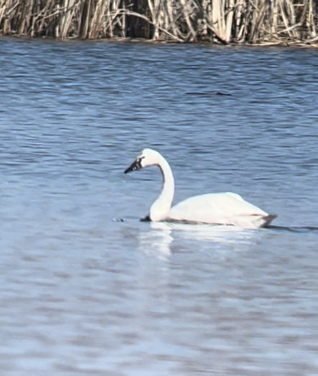 Tundra Swan - ML632497874