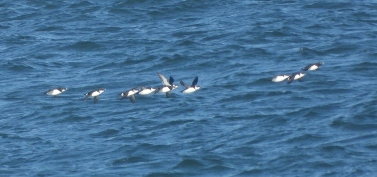 Razorbill - ML632497892