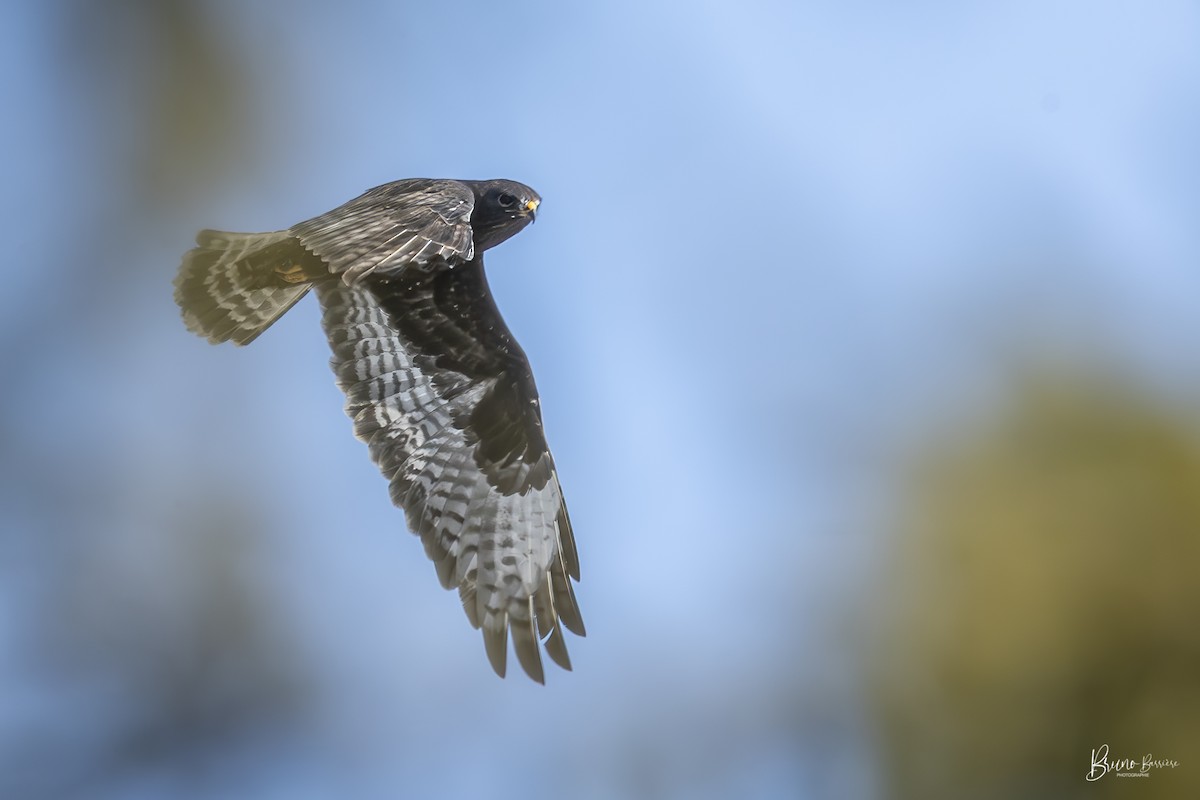 káně rousná - ML632498039