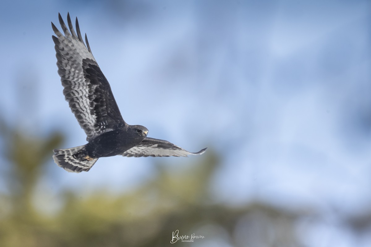 káně rousná - ML632498040