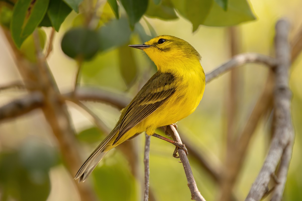 Vitelline Warbler - ML632498044