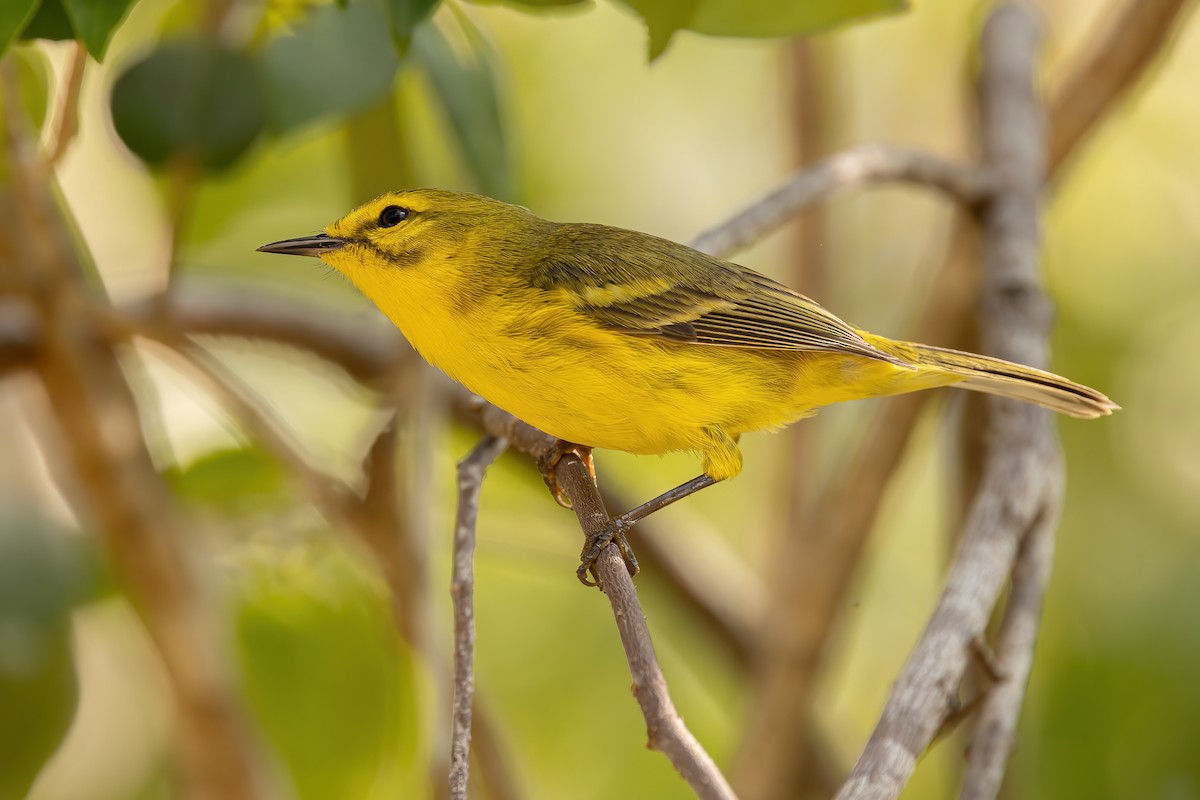 Vitelline Warbler - ML632498084