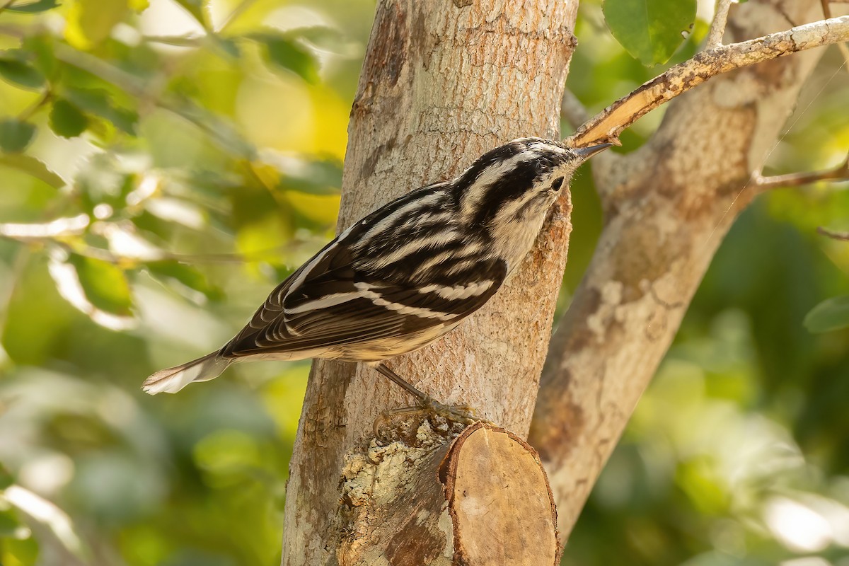 Black-and-white Warbler - ML632498141