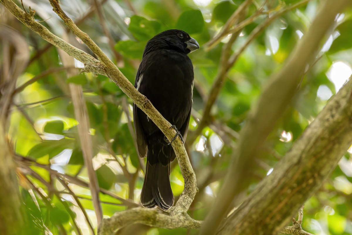 Grand Cayman Bullfinch - ML632498202