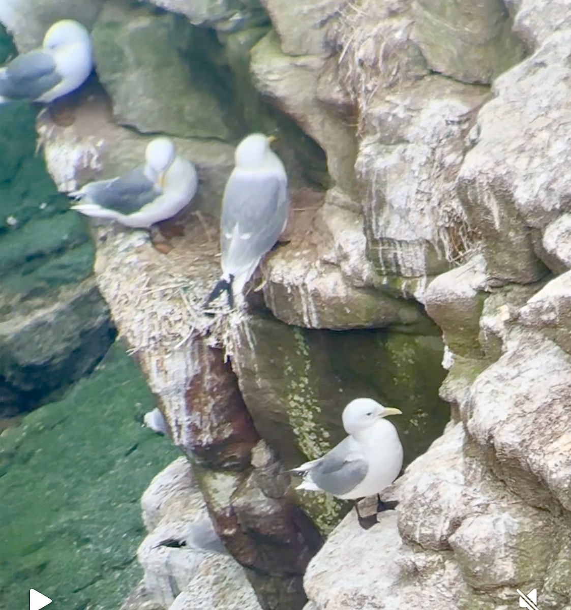 Black-legged Kittiwake - ML632498240