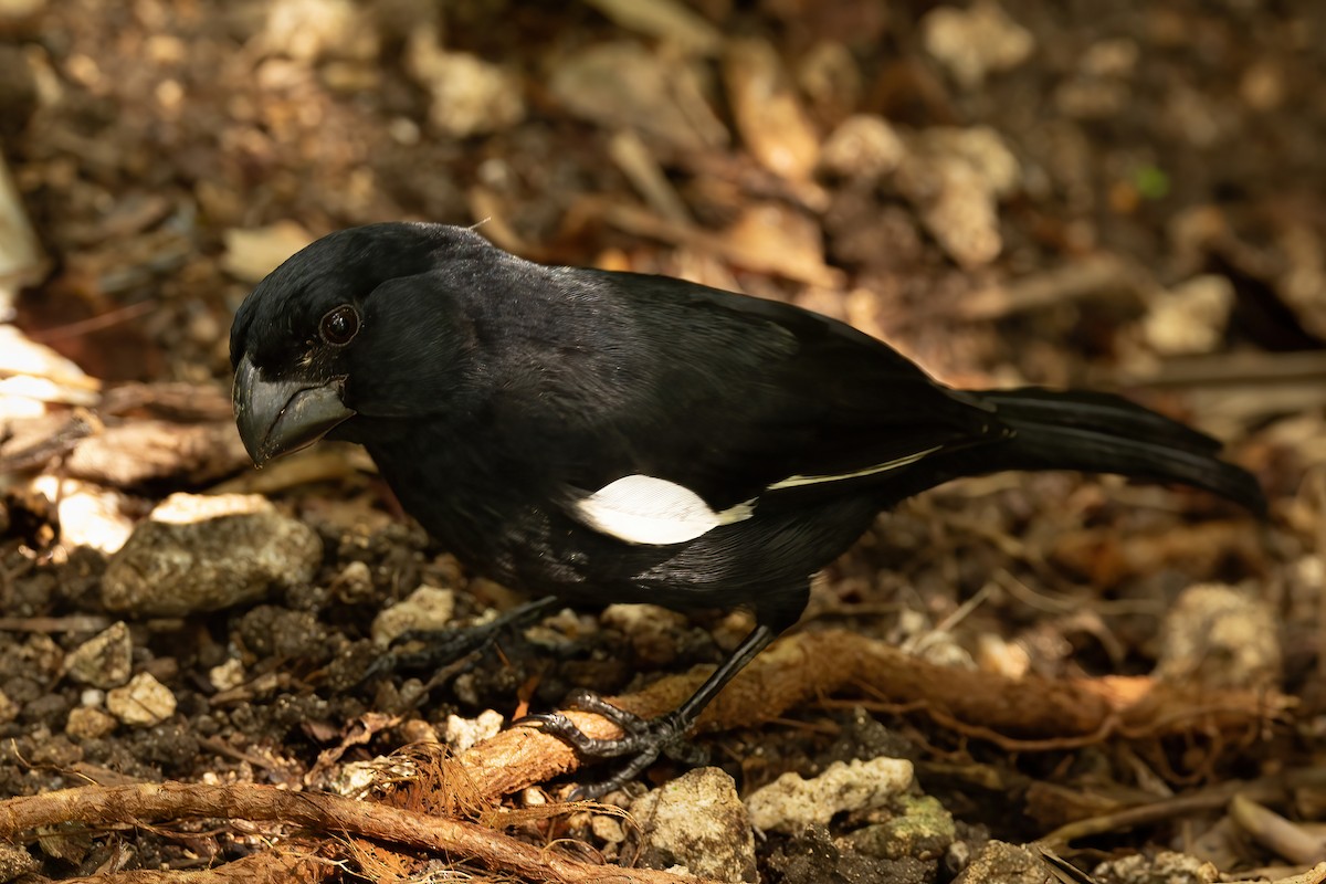 Grand Cayman Bullfinch - ML632498241