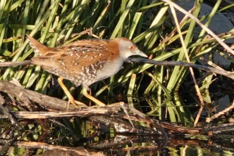 Baillon's Crake - ML632498312