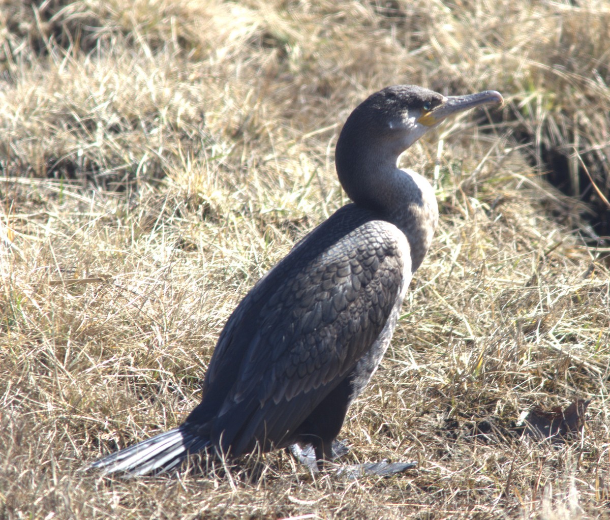 Тураг гогой - ML632498324