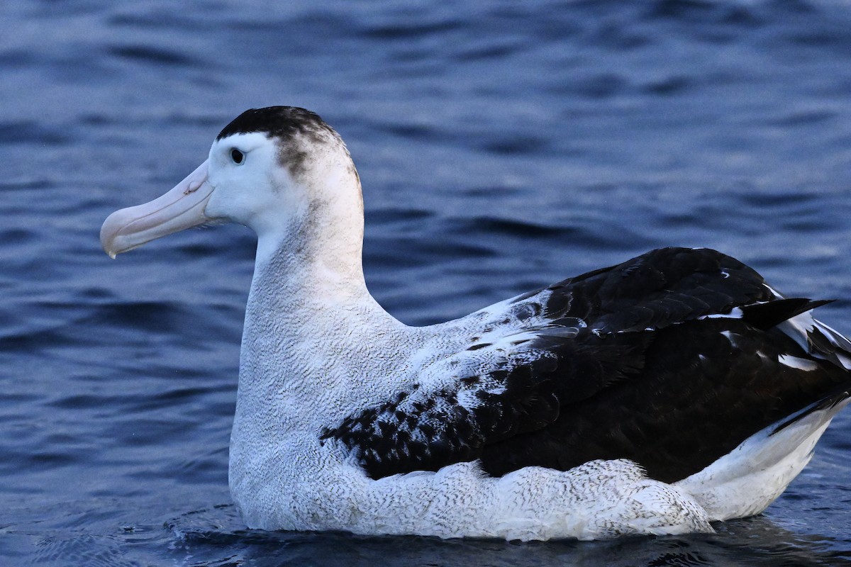 Antipodean Albatross (New Zealand) - ML632498331