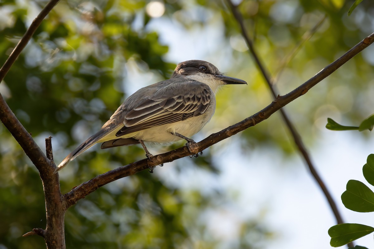 Loggerhead Kingbird - ML632498366