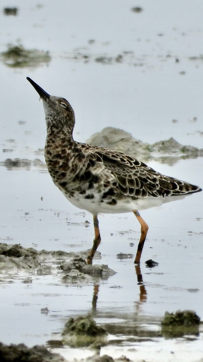 Ruff - ML632498409