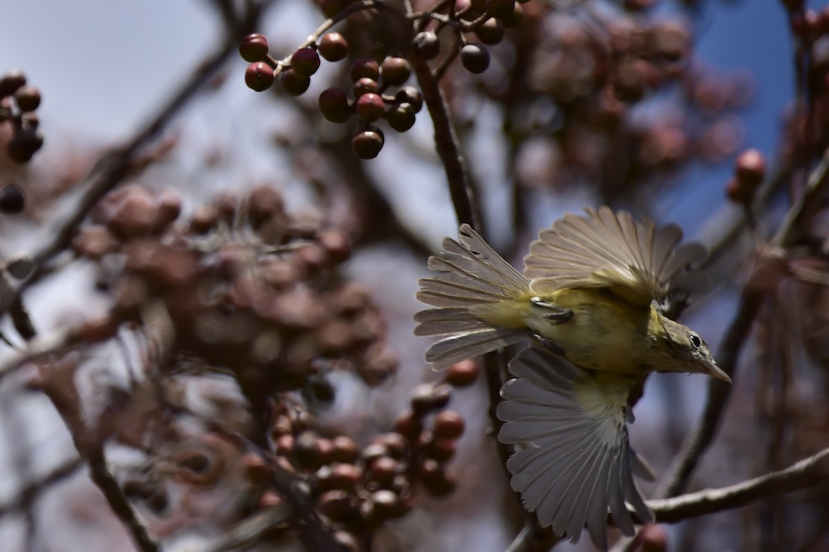Bell's Vireo - ML632498536