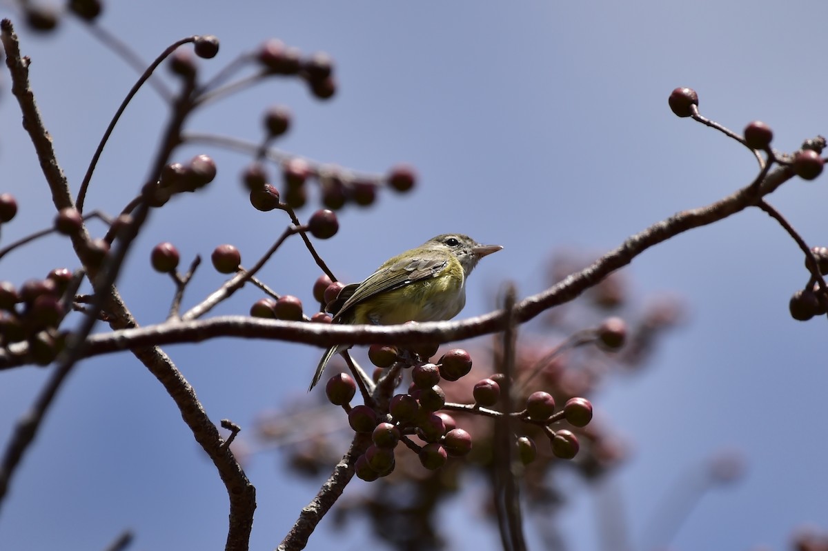 Bell's Vireo - ML632498537