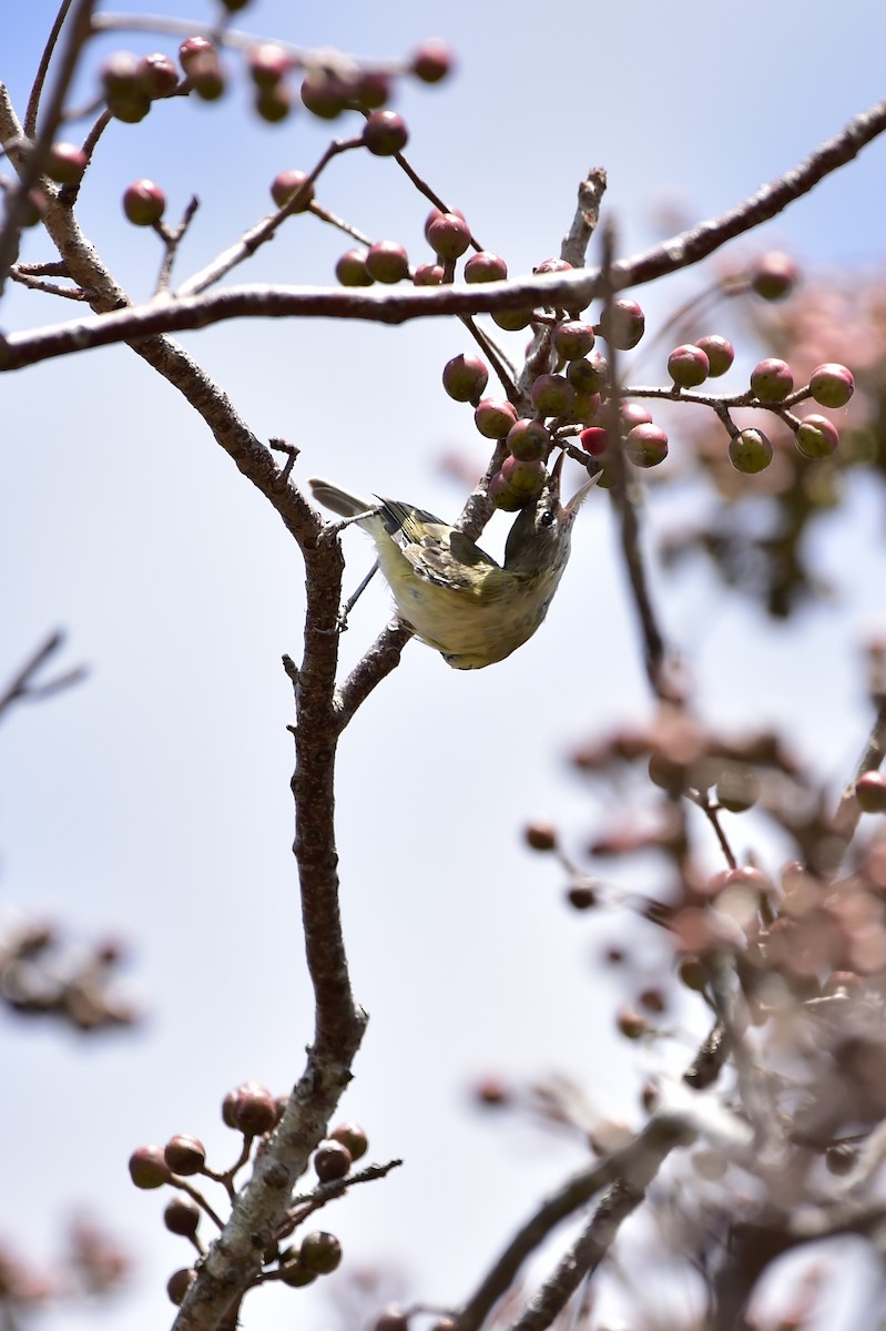 Bell's Vireo - ML632498539