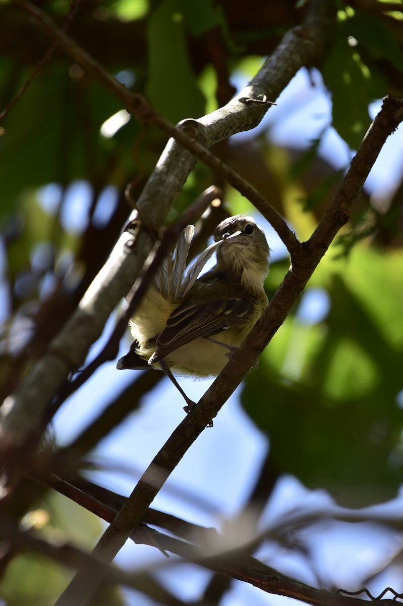 Bell's Vireo - ML632498542