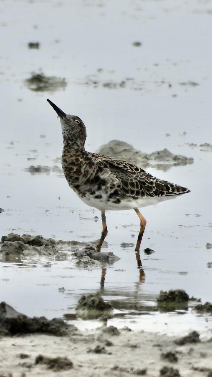 Ruff - ML632498711