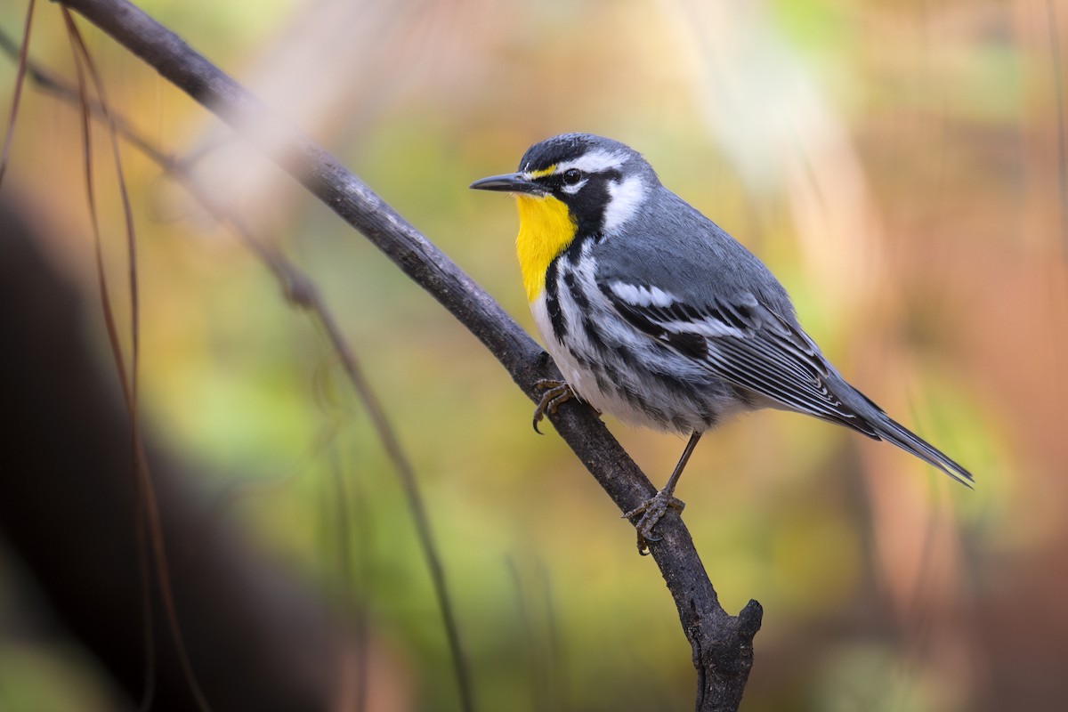 Yellow-throated Warbler - ML632498718