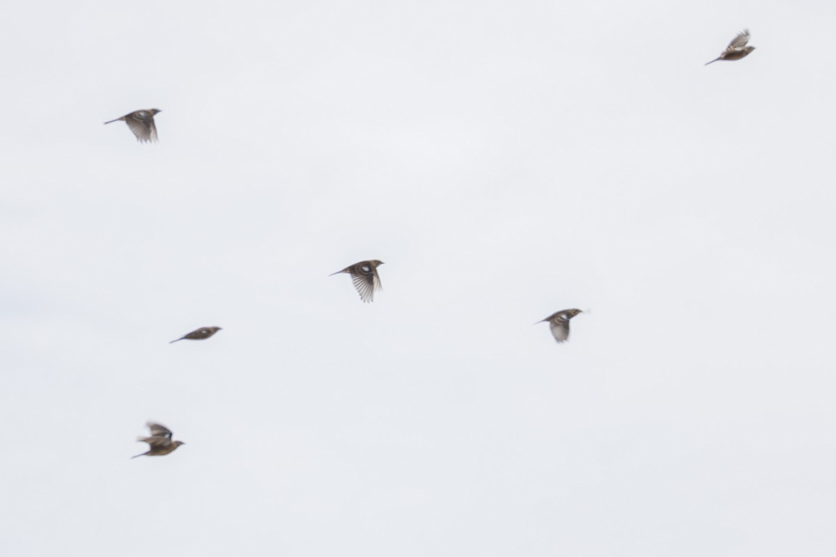Smith's Longspur